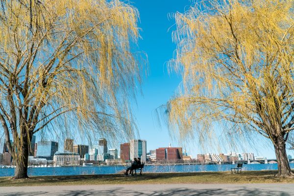 Two yellow-leaved trees frame a view of a cityscape with tall buildings across a river; a person sits on a bench facing the water.