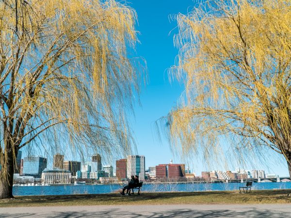 Two yellow-leaved trees frame a view of a cityscape with tall buildings across a river; a person sits on a bench facing the water.