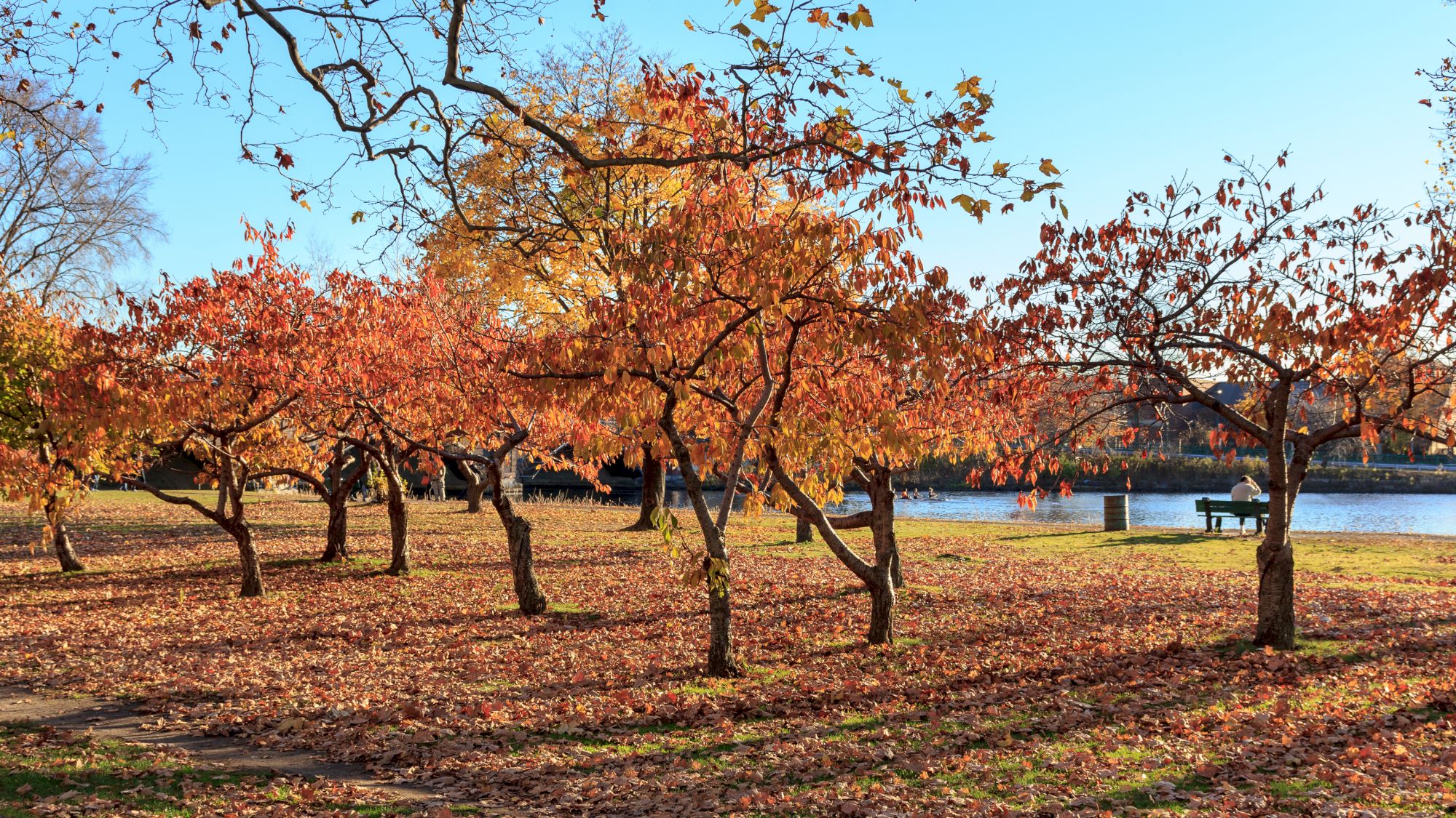 A serene autumn scene with trees showcasing vibrant fall foliage, a person seated on a bench by a lake, and sunlight casting shadows on the ground.