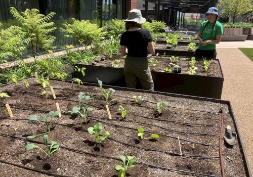 People tending to plants in a raised garden bed on a sunny day, with a brick building in the background.