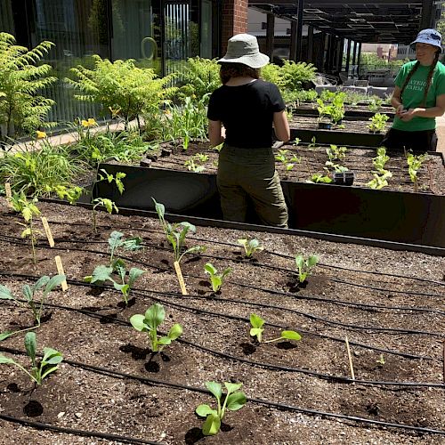 People tending to plants in a raised garden bed on a sunny day, with a brick building in the background.